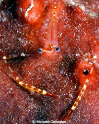 Shrimp, shot taken muck diving in Milne Bay, PNG by Michael Gallagher 